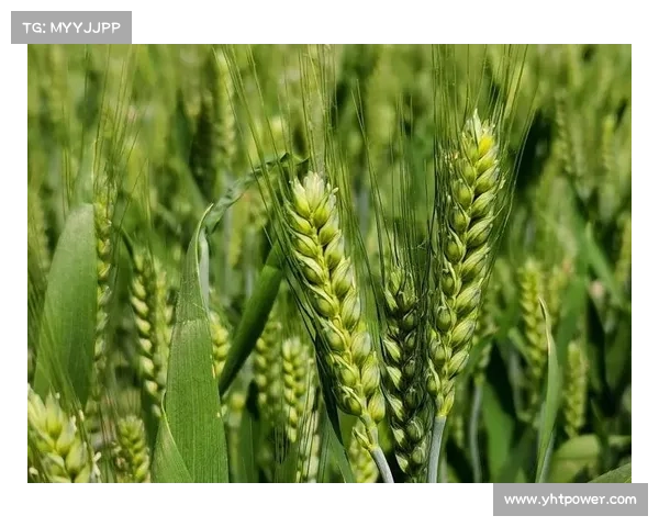 在小满时节与自然共舞体验丰盈旅程与生命的和谐交融