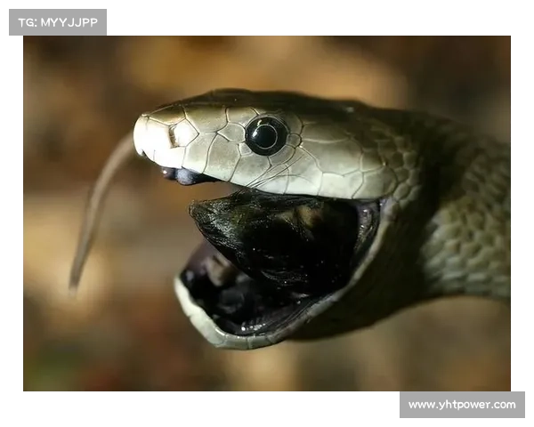 生化危机中的绝境求生与危险世界探索之旅 生化危机中的绝境求生与危险世界探索之旅